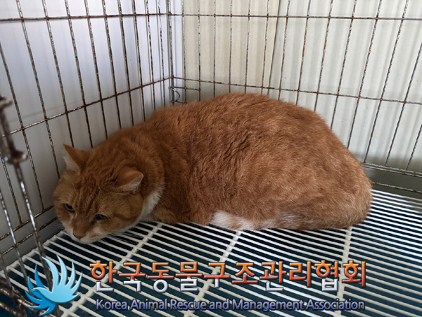한국동물구조관리협회_411315202400616